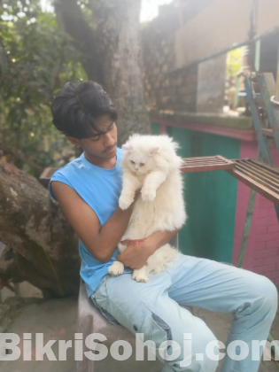 Persian cat